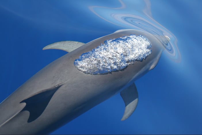 how-do-dolphins-use-echolocation